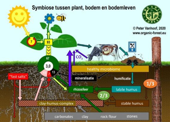 Odoo • Tekst en afbeelding